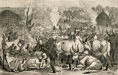 Un parco di bestiame Dinka, Sudan meridionale, Africa, da 